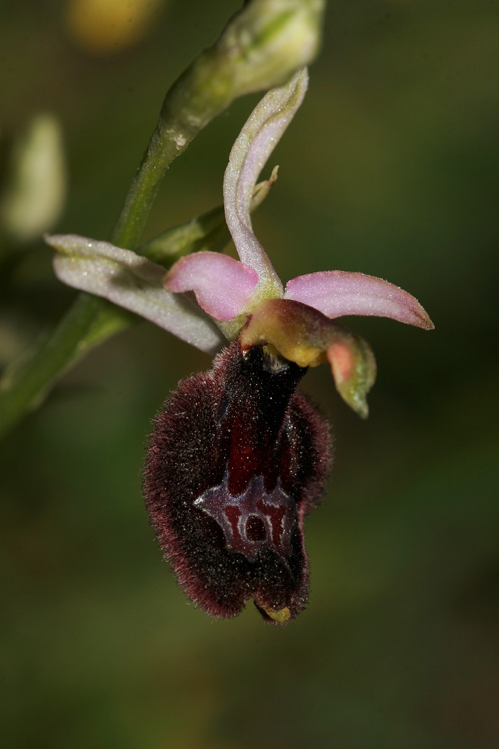 Ophrys bertoloni x sphegodes?